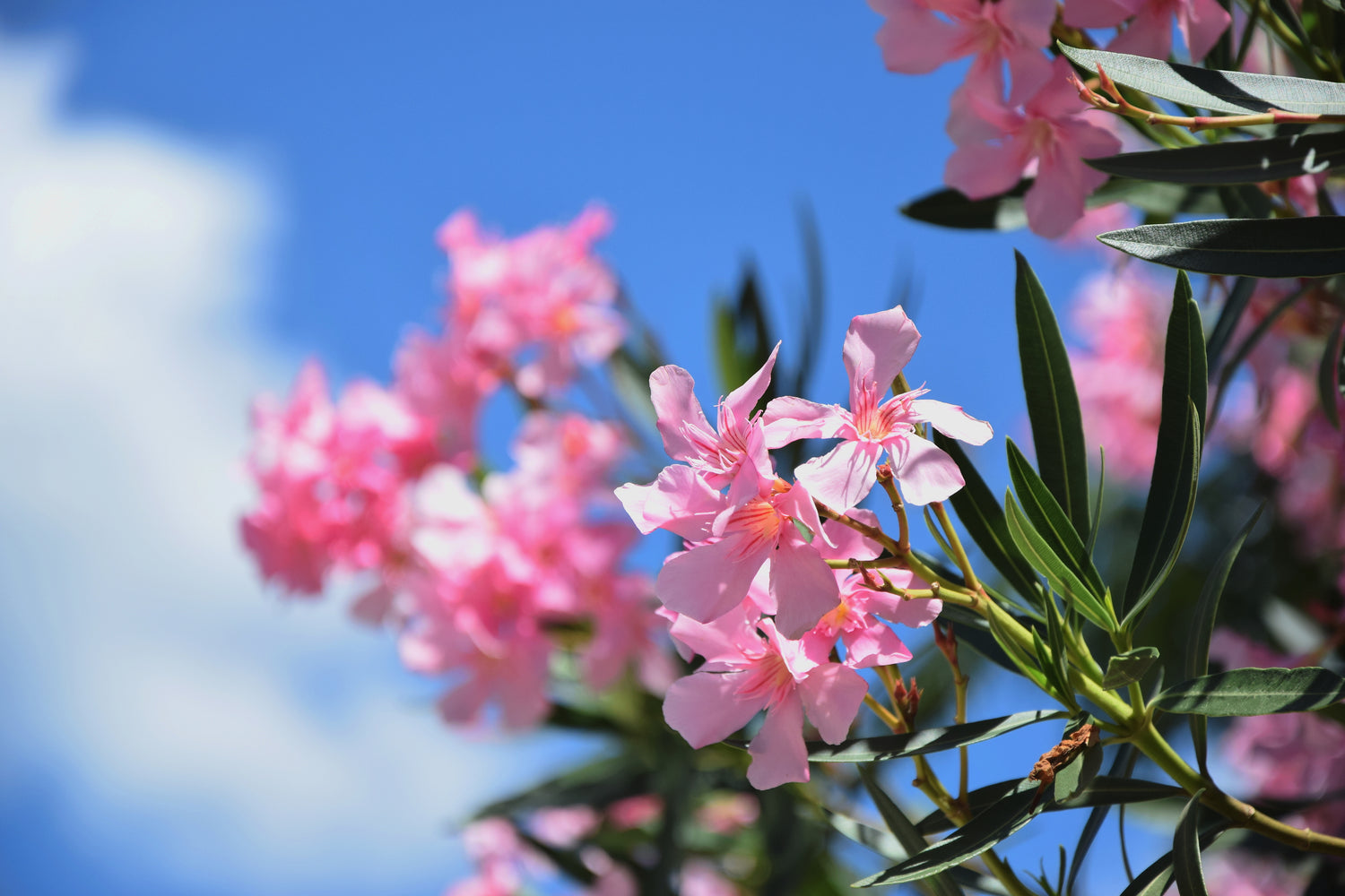 Pink flowers on a tree